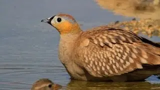 Celia's magical water hole  הבריכה של סיליה निर्जन जानवर حيوانات الصحراء گودال サケイماسه ای セリアの魔法の水穴