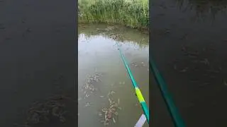 На пруду