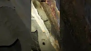 Жесть на СТО. Фольксваген венто погрызли бобры. БудниАвтосервис