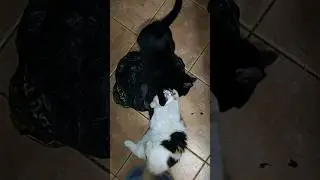 Ушко-лучшая закуска #жизнькота #cat #приколыскотами