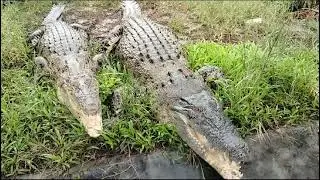 CROCODILE RESTING TIME #crocodile #shorts