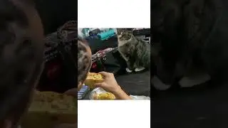 Pets Land||Meow Meow||Cute Paws||Cute Zone #Shorts