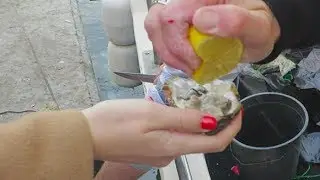 Черноморские деликатесы - свежайшие устрицы в Балаклаве