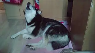Long indoor howling response by Alaskan Malamute
