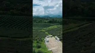 Choui Fong Tea Plantations in Mae Salong, Chiang Rai 