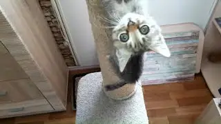 НОВИНКА. КАК поживает МАЛЫШ, котёнок по имени  Малыш. ЧТО НОВОГО.