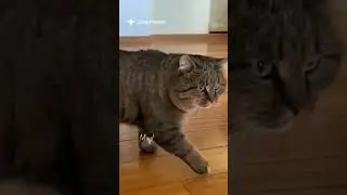 ДЗЕН КОТ БАРСИК и ТАНЯ. Тихое МЯУ! 