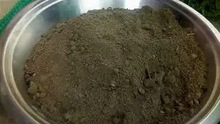 9 o'clock plant ki dusri variety