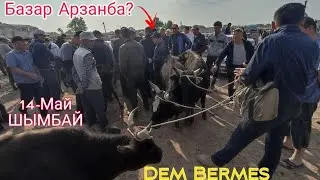 ШЫМБАЙ МАЛ БАЗАРЫ/14-МАЙ/2023/ДЕМ БЕРМЕС/МАЛ БАЗАРЫ 2023/БУЛЛ/DEM BERMES
