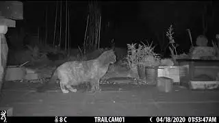 Kitty meets hog
