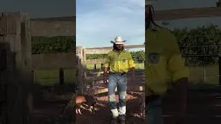Boiadeiro