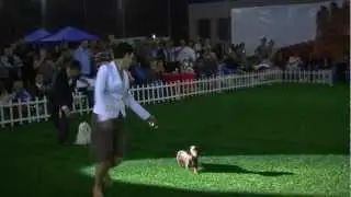 king of the show