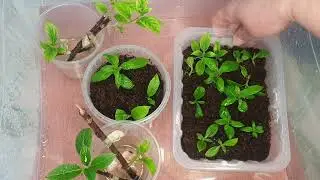 Черенкование гортензий почкой. Зачем?
