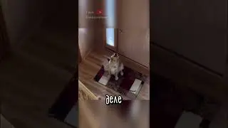 Пес в Шоке от Появления Хозяйки 😂