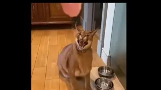 Hecker Reveals Face While Eating Chicken🍗... (Face Reveal)