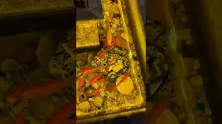 Золотые рыбки в фонтане