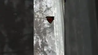 Бабочка проснулась slowmo