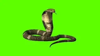 King cobra // idle ready king cobra // king cobra ready // 