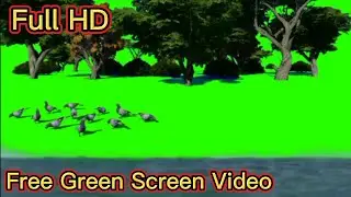 Green Screen Garden Flower /Green Screen Beach Effect /Green Screen Bird Effect /Green Screen Jungle