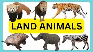 50 LAND ANIMALS NAME | NAME OF 50 ANIMALS THAT LIVE ON LAND | TERRESTRIAL ANIMALS
