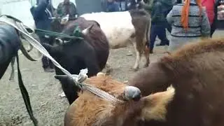 Рынок скота Ош Фуркат. Rynok skota. Osh Furkat
