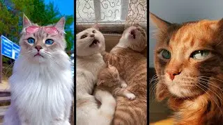 Funny and cute CATS 🐱Videos🔶 Сompilation # 37🔶