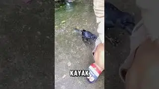 burung ngepet😂