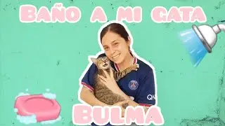 Baño a mi gata BULMA 🧼🚿- Cristalove 💕