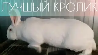Хиколь (Паннон) в СПб l Лучший кролик в России l Hycole Rabbits in Russia