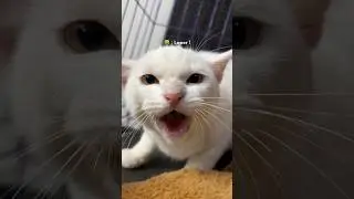 Pagi Hari Udah Kena Marah si Anu Gara2 Telat Kasih Makan 😭😭😭
