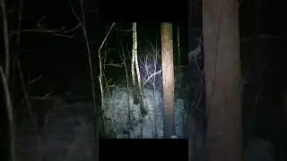 This forest is alive 