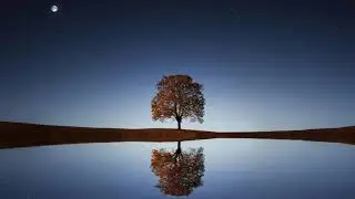 Soothing & Relaxing music with Forest tree theme - Ambient,Calm,Peace