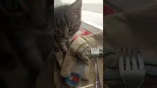cat eat👀