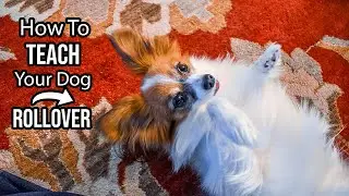How to Teach Your Dog To ROLLOVER - In 2 MINUETS // Percy the Papillon Dog