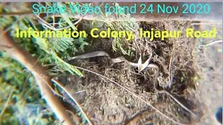 Big Snake Video 1 (24Nov,2020)Information Colony, Near Transformer escapes 