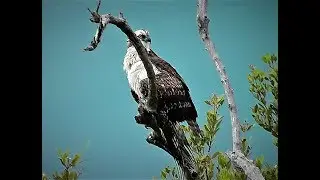 The Osprey @ Merritt Island National Wildlife Refuge, FLORIDA