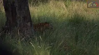 Tiger marking his territory in the meadow of Kanha Tiger Reserve