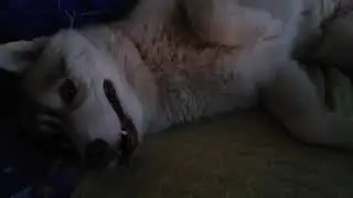 Как живет хаски в квартире)