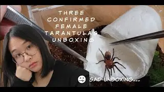 Unboxing turned sour really fast... I got three confirmed female tarantulas