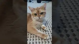 Хорошая мама Зося
