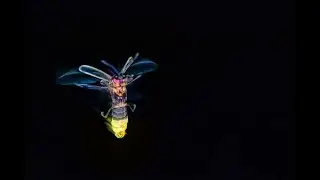 Bioluminescence : une histoire des petites bêtes qui brillent - Pour les 6-8 ans