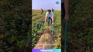 Sweet Potato Vine REMOVAL! 💪 Satisfying Field Clearing Action! 