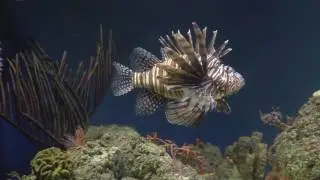 48 Days of Blue: Lionfish are Delicious