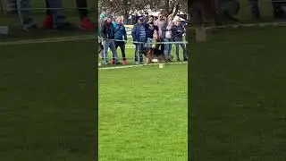 1053 *Negus de Marka - EZ - BSZS 2022 Nurnberg - Stand
