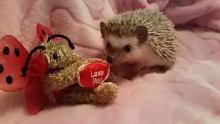 Introducing a new friend