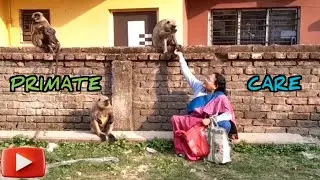 Primate Care | Monkey Love | Animal Lover | Monkey feeding | Monkey Kids 