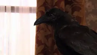 Empire's Dawn (from House of Anubis)