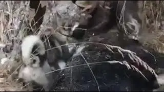 Битва лосей.