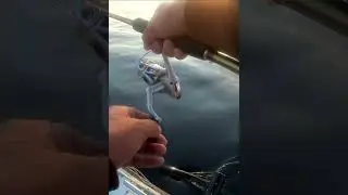 Щука в шоке, рыбак тоже!