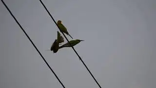 Green bird eater